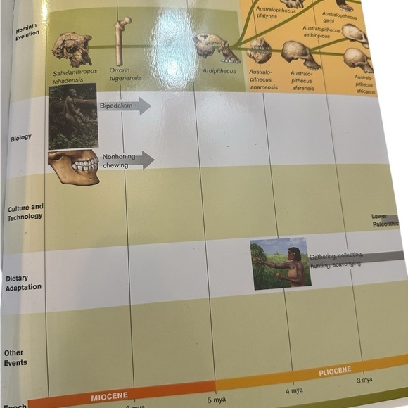 Essentials of Biological Anthropology 4th Ed. Clark Spencer Larsen - Picture 6 of 13